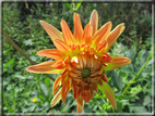 foto Fiori